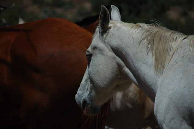 horses in Walker